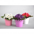 Floral B6 Dantel Saksılı 3'lü Menekşe Seti